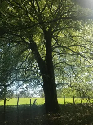 a large tree in a field next to a fence at Henllys Estate B and B in Llandovery