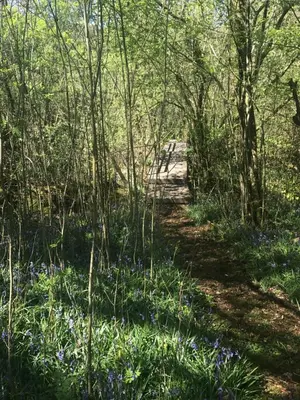 a path through the woods with blue flowers at Henllys Estate B and B in Llandovery