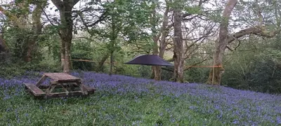 a black umbrella in a field of purple flowers at Henllys Estate B and B in Llandovery