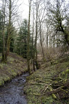 a stream in a wooded area with trees and a creek at Llethrau Forest & Nature Retreats in Knighton