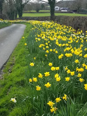 a field of yellow flowers next to a road at Lletty Ann wynn at Fraithwen Cottages in Newtown