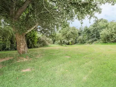 a tree in the middle of a grass field at The Cow Cott in Peterchurch