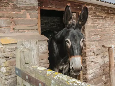 a donkey is standing in a brick building at The Cow Cott in Peterchurch