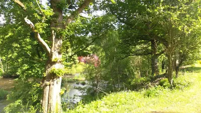 a tree next to a river with trees at 28 Riverside, Caer Beris Holiday Park in Builth Wells