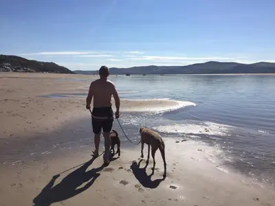 a man walking two dogs on the beach at Sunny Shores in Aberdyfi