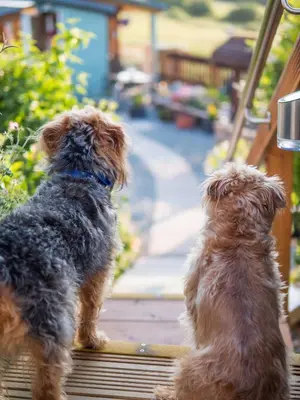 two dogs sitting on a porch looking out at a yard at Enlli Fach cabin sleep's 2 adults and 2 children 2 dogs welcome not suitable for contract workers due to parking height restrictions in Borth