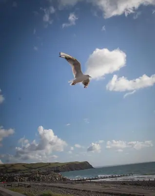 a bird flying in the sky over the beach at Enlli Fach cabin sleep's 2 adults and 2 children 2 dogs welcome not suitable for contract workers due to parking height restrictions in Borth