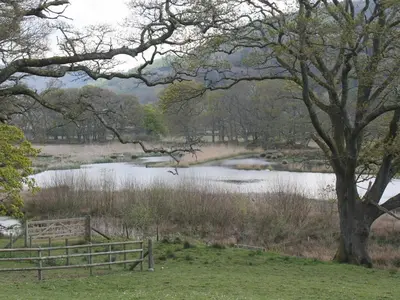 a pond in a park with a fence and a tree at The Old School House in Llanbrynmair