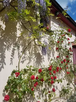 a bunch of flowers hanging on the side of a building at Seren Loft - Cynghordy, Llandovery in Llandovery