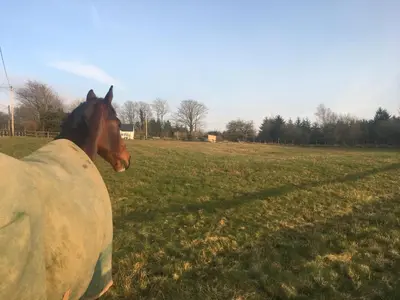 a horse in a blanket standing in a field at Brynllwyd Glamping in Devils Bridge
