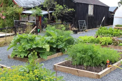 a garden with several boxes of lettuces and plants at The Royston in Llanbrynmair