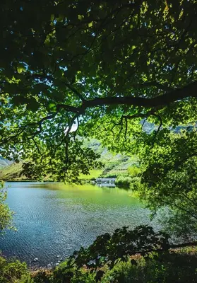 a view of a lake through the branches of a tree at Tynycornel Hotel in Tal-y-llyn