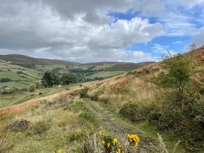 a dirt road on a grassy hill with flowers at Bridge End Cottage in Cregrina