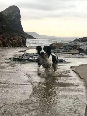 a black and white dog running on the beach at The Rose Barn, Ysgubor y Rhosyn in Llandysul
