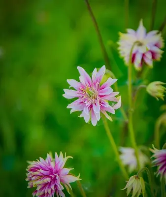 a group of pink flowers in a field at The Rose Barn, Ysgubor y Rhosyn in Llandysul