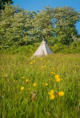 a tent in a field of grass with flowers at The Rose Barn, Ysgubor y Rhosyn in Llandysul