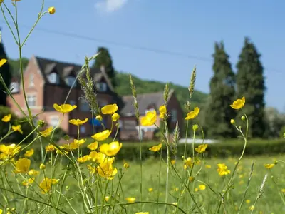 a field of yellow flowers with a house in the background at The Cliffe at Dinham in Ludlow