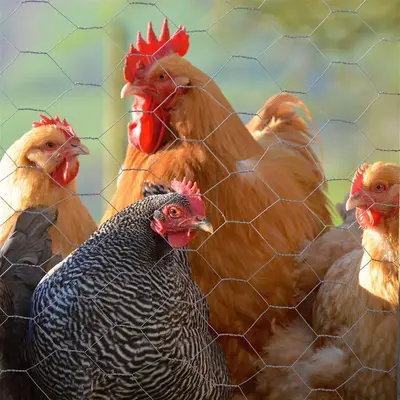 a group of chickens standing behind a fence at Snug Oak Hut with a view on a Welsh Hill Farm in Brecon