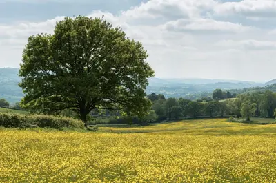 a field of yellow flowers with a tree in the middle at Rhiastyn Barn in Hyssington