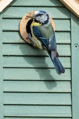 a bird sitting on the side of a house at Pelham Grove in Shrewsbury