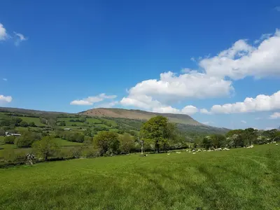 a field of green grass with a herd of sheep at River Cottage@Cwm Mill - Riverside Family Holidays in the Black Mountains in Hereford