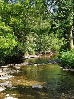 a river with trees and rocks in a forest at River Cottage@Cwm Mill - Riverside Family Holidays in the Black Mountains in Hereford