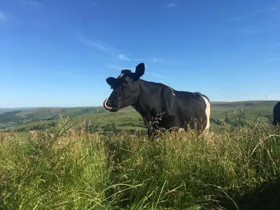 a black cow standing in a field of grass at Healing Pastures Farm in Llanbrynmair