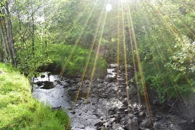 a bridge over a stream in a forest at Healing Pastures Farm in Llanbrynmair