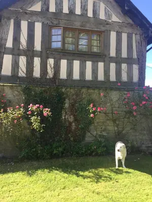 a dog standing in front of a house at Lower House Farm B&B, Herefordshire in Hergest
