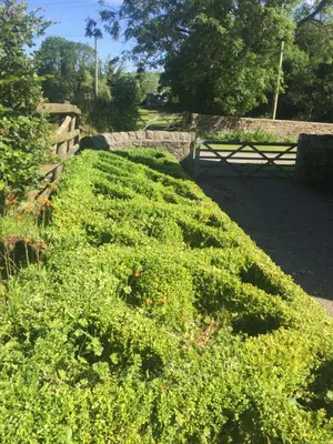 a garden with green plants and a fence at Lower House Farm B&B, Herefordshire in Hergest