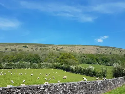 a herd of sheep grazing in a field behind a stone wall at Old Bake House Cottage @ Cwm Mill in Michaelchurch Escley