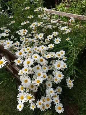 a bunch of white daisies growing next to a fence at Old Bake House Cottage @ Cwm Mill in Michaelchurch Escley