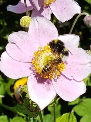 a bee is pollinating a pink flower at Old Bake House Cottage @ Cwm Mill in Michaelchurch Escley