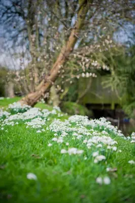a field of white flowers in the grass at Walford Court in Leintwardine
