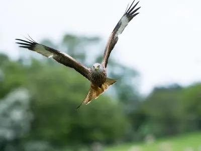 a bird flying in the air with its wings out at 2 Bed in Llandeilo oc-waw313 in Talley