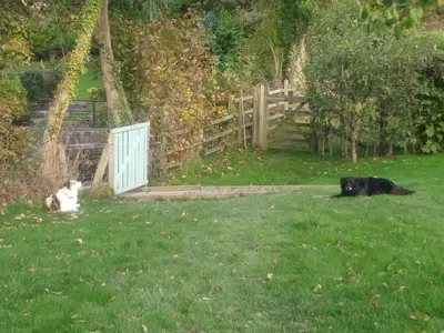 a dog and a dog laying in the grass at Mill Cottage in Llanddeiniol