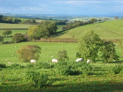 a herd of sheep grazing in a green field at The Old Vicarage Dolfor in Newtown