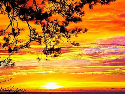 a painting of a sunset with a tree at Sea Moss Cabin in Tywyn
