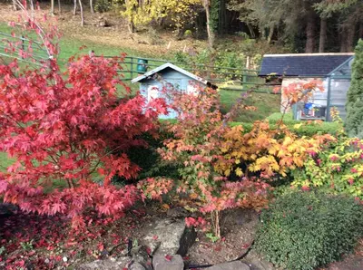 a garden with colorful flowers and a house at TAN Y GRAIG in Meifod