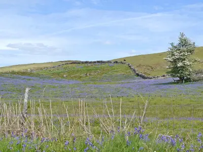 a field of purple flowers on a hill with a fence at Sweet Meadow Lodge in Llandrindod Wells