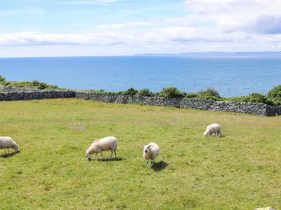 a group of sheep grazing in a field near the ocean at Glyn Morfa in Harlech