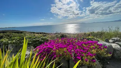 a garden with purple flowers in front of the water at Red Ridge in Harlech