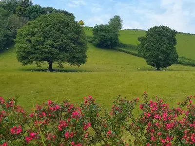 two trees in a green field with pink flowers at Oak View in Highgate