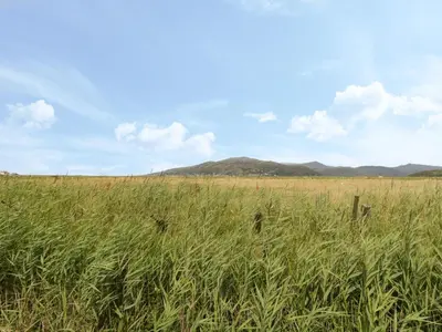 a field of tall grass with mountains in the background at Hafod-y-Gors in Fairbourne