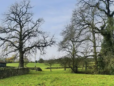 a group of trees in a field with grass at Holly Barn in Selattyn