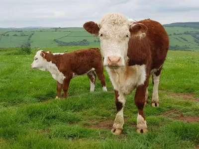 a cow and a calf standing in a field at HOBLEY House Holiday in Craven Arms