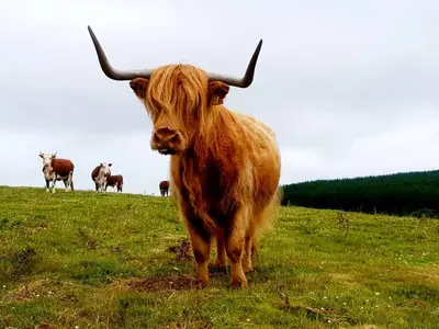 a brown cow with horns standing in a field at HOBLEY House Holiday in Craven Arms