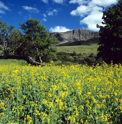 a field of yellow flowers with a mountain in the background at Ystumgwern Luxury Barn Conversions in Dyffryn