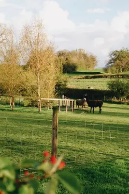 two animals standing in a field with a fence at Little Underhill in Oswestry