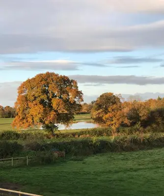 a tree in a field next to a lake at Archers Cottage in Leominster